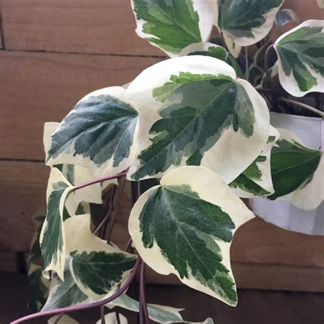 Variegated Algerian Ivy House Plant Hedera Canariensis Etsy Ivy