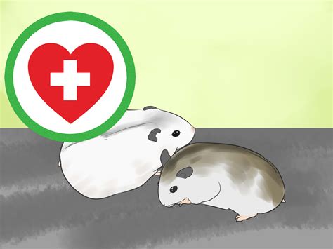 3 Ways To Know If A Hamster Is Right For You Wikihow Free Download