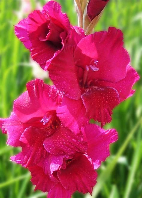 Pink Gladiolus By Evelyn Laeschke 500px Gladiolus Flower