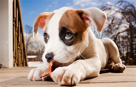 Fondos De Pantalla De Perros Cachorros Bebe Perro Perros Cachorros