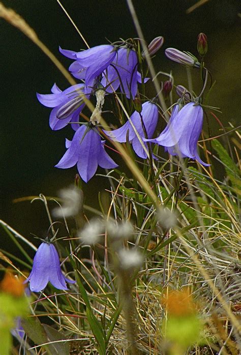 Bluebells Campanula Rotundifolia Peter Stevens Flickr