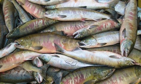 Keta Salmon Fish Facts Oncorhynchus Keta A Z Animals
