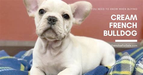 French bulldogs are still much smaller than the english so perfect for a smaller bullie type family! Cream French Bulldog Puppies for Sale - FrenchieForSale.com