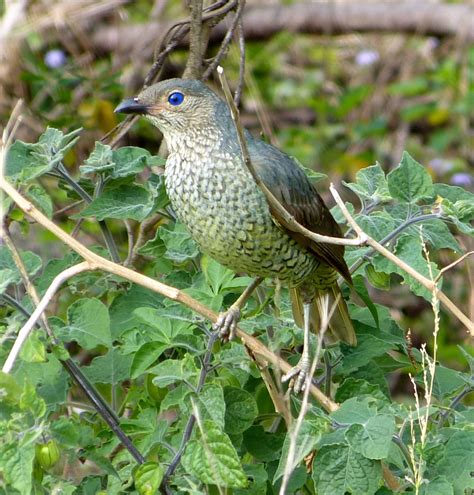 Female Satin Bowerbird Birds Species Bird