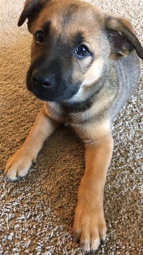 New German Sheperdlab Mix Puppy 12 Weeks Oldhelp