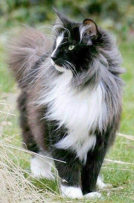 Beautiful Grey Cats Most Beautiful Cats Pretty Cats Norwegian Forest