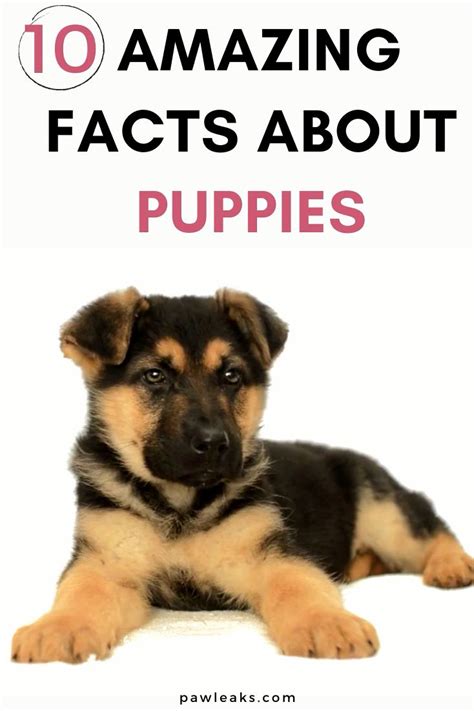 10 Amazing Facts About Puppies Video Video Puppy Facts Puppies