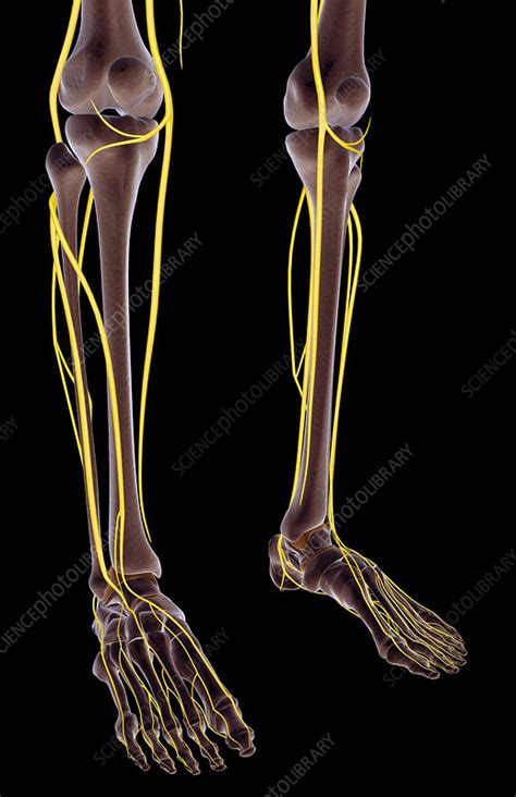 Nerves Of The Foot