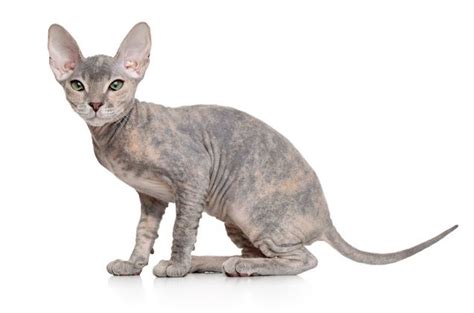 Donskoy Hairless Cat Breed Information And Pictures Petguide Cat