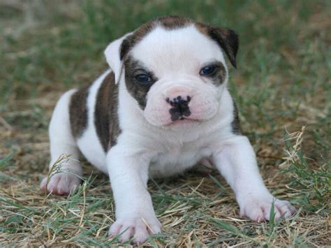 Droll Cute American Bulldog Puppies L2sanpiero