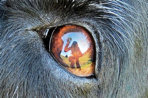 Dog Eye Reflection Dog Eyes Animal Art Dog Love