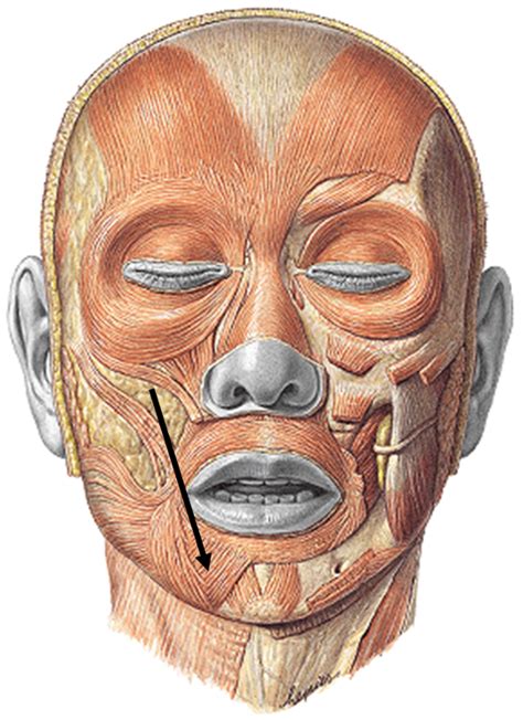 Músculos De La Mímica Músculo Cuadrado Del Mentón Y Músculo Borla Del