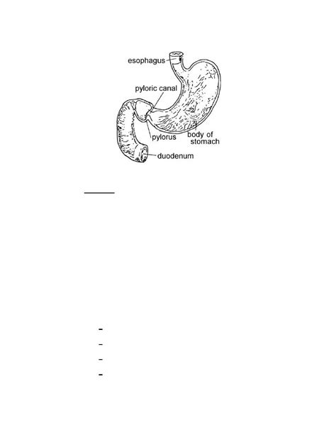 Figure 3 1 Pylorus The Opening Between The Stomach And The Duodenum