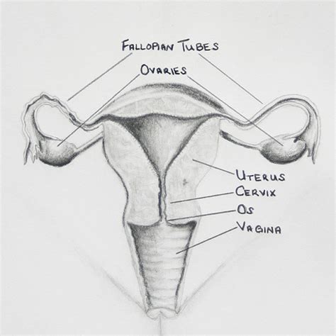 Diagrams Of The Female Reproductive System Diagrams