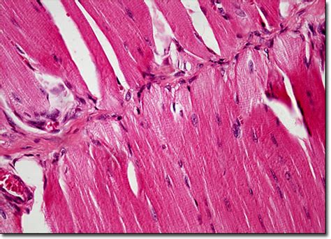 Cardiac Muscle Cells Under Microscope