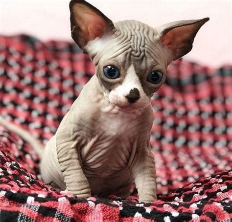 Sphynx Kittens Are Out Of This World Cute With Their Alien Faces And