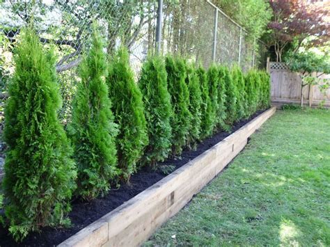 Awesome Fence With Evergreen Plants Landscaping Ideas 75 Fence
