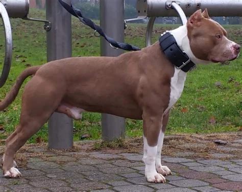 Pitbull or american pit bull terrier was used in blood sports such as bull baiting or bear baiting etc before these were banned. american pitbull terrier ukc | Vendita Cucciolo di Pitbull ...