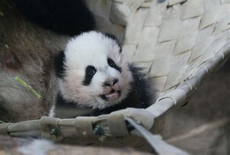 Smileybears Xi Lan Panda Bear Bears Wildlife Animals Animales