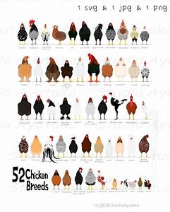 52 Breeds Of Chicken Chart Svg Jpg Png 1620 39 39 Etsy