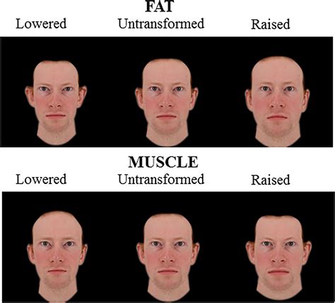 The Influence Of Body Composition Effects On Male Facial Masculinity