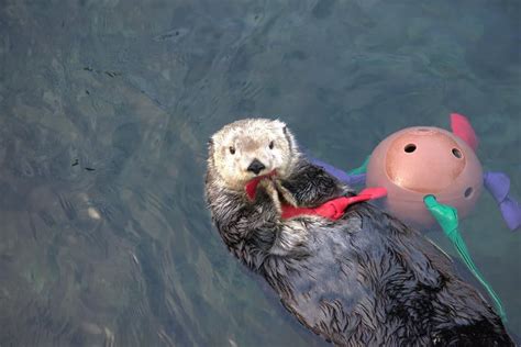 Celebrate Sea Otter Awareness Week At The Vancouver Aquarium
