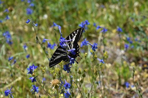 Blue Wildflower And Butterflyresize Life Is Adventure