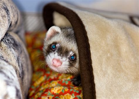 33 Cute Ferret Photos You Need To See Readers Digest