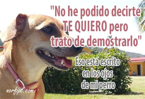 Top 68 Imagen Frases Cortas Para Mi Mascota Querida Thptletrongtan