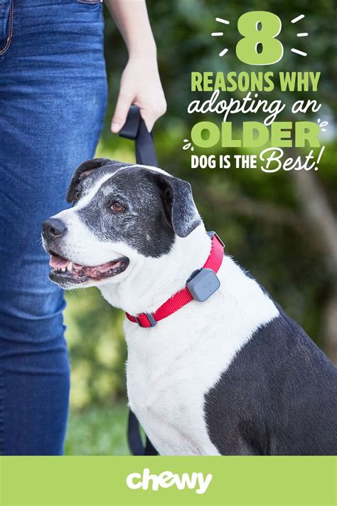 Senior Dogs For Adoption Why Adopting An Older Dog Is The Best Dog