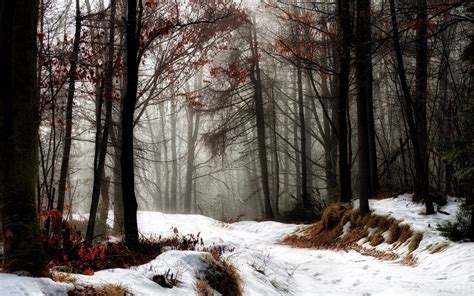 Snowy Autumn Wallpapers Wallpaper Cave