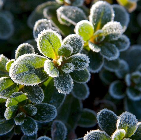 Winterize Your Outdoor Wonderland 10 Water Wise Landscaping Tips For