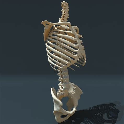 Torso Skeleton 3d 3ds Human Anatomy Art Anatomy For Artists Anatomy Art