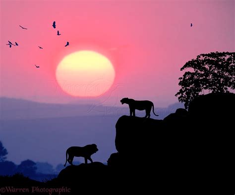 Lions At Sunset Photo Wp09637