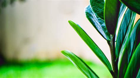 Close Up Of A Green Leafed Plant · Free Stock Photo
