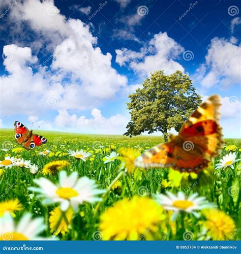 Meadow Stock Photo Image Of Clouds Beauty Nature Landscape 8853734