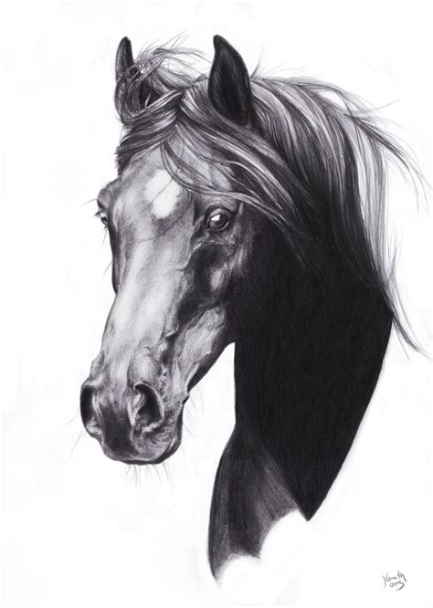 Horse Pencil Sketch Horse Head Drawing Horse Painting Horse Drawings