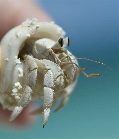 Hermit crab came out of its shell and is walking around the sink. Hermit Crab - 7 Easy Pets to Take Care of in a Dorm Room ... …