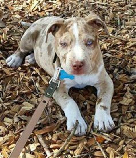 Pitbull puppies for sale, pitbull dogs for adoption and pitbull dog breeders. Beautiful, Beautiful dogs and Coloring on Pinterest