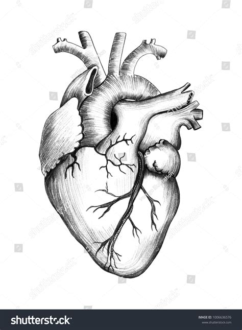 Human Heart Pencil Drawing