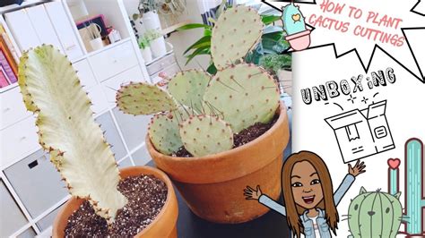 How To Plant Cactus Cuttings 🌵 Cactus Unboxing 📦 A Girl With A
