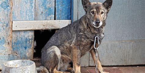 Basta Cani Alla Catena In Trentino Entrata In Vigore La Legge News