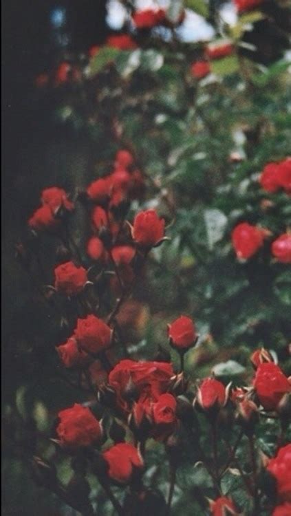 See the handpicked red rose background tumblr images and share with your frends and social sites. red background on Tumblr
