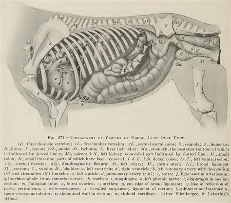 Equine Anatomy Wikiwand