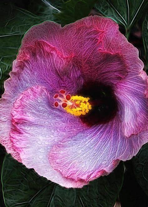 Hibiscus Flower by Tom Mc Nemar #Hibiscus | Hibiscus ...