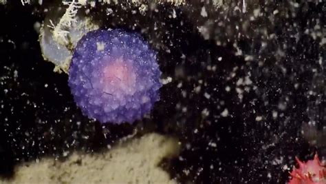 Scientists Come Across ‘purple Blob On Pacific Ocean Floor The