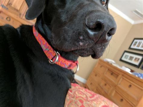 My 9 Month Lab Has Bumps Under His Chin On His Knee And Ankle Area