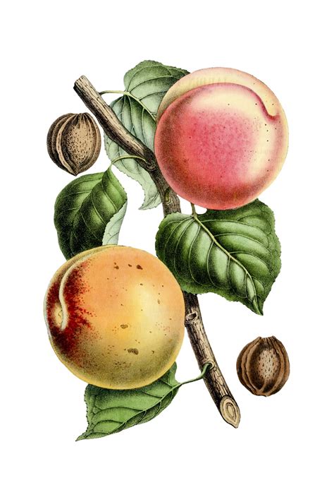 Peaches Fruit Vintage Art Free Stock Photo Public Domain Pictures