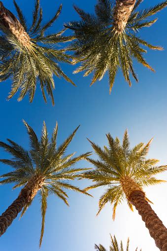 Las Vegas Palm Trees Stock Photo Download Image Now Las Vegas