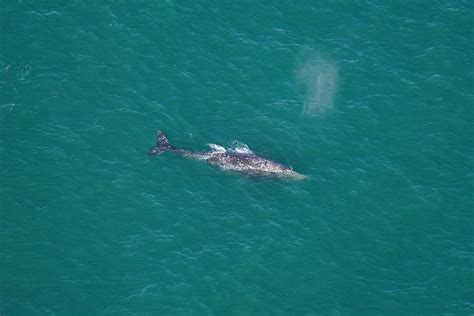 Gray whale, extinct in the Atlantic, seen in New England waters